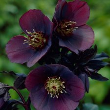 Helleborus x hybridus Blue Lady, Hybridjulros, C1