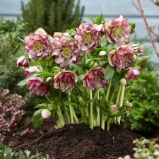 Helleborus x orientalis Double Ellen Picotee, Turkisk Julros