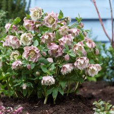 Helleborus x hybridus Double Ellen Pink, Hybridjulros, P9cm