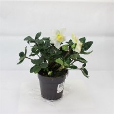 Julros - Helleborus Vit