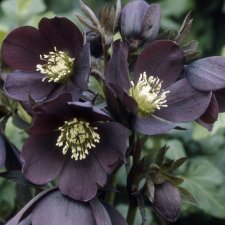 Helleborus x hybridus Single Black