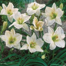 Hemerocallis hybr. Gentle Shepherd, Daglilja
