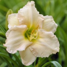 Hemerocallis hybr. Lullaby Baby, Daglilja
