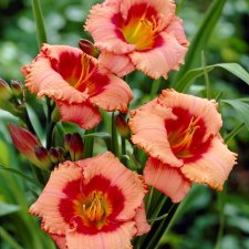 Hemerocallis hybr. Strawberry Candy, Daglilja, SQ1
