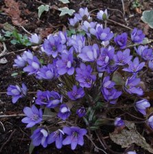 Hepatica nobilis, Blåsippa