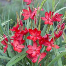Hesperantha coccinea Major