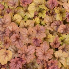Heucherella hybr. Buttered Rum, Klockvippa, C13cm