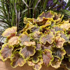 Heucherella hybr. Solar Eclipse ®, Klockvippa, C13cm