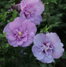 Hibiscus syriacus Lavender Chiffon ® (Notwoodone), Frilandshibiskus, C5