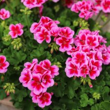 Årets Pelargon 2026, kruka