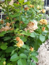 Honey Dijon ™, Rabattros, C4