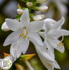 Hosta hybr. Royal Crest ®, Funkia