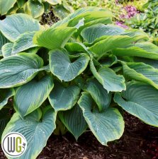 Hosta hybr. Shadowland ® Wu-La-La, Funkia, SQ1