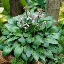 Hosta tardiana Devon Green, Blåfunkia, C11,5cm