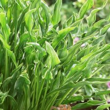 Hosta hybr. Praying Hands, Funkia, SQ1