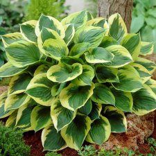 Hosta fortunei Twilight, Blomsterfunkia