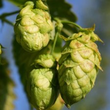 Humulus lupulus Hallertauer Tradition