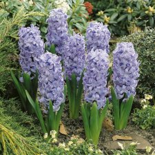 Trädgårdshyacint Hyacinthus orientalis Delft Blue 5st