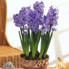 Julhyacint Hyacinthus orientalis Delft Blue 3st