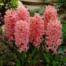 Trädgårdshyacint Hyacinthus orientalis Gipsy Queen 5st