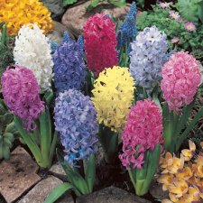 Trädgårdshyacint Hyacinthus orientalis Mix 5st