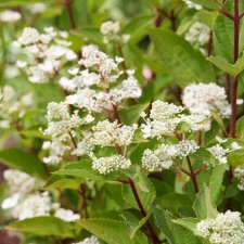 Hydrangea paniculata Early Harry ®, Syrénhortensia