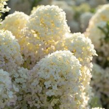 Hydrangea paniculata Living Milk & Honey ®