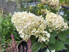 Hydrangea paniculata Silver Dollar, Vipphortensia