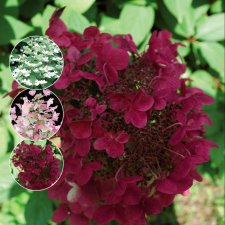 Hydrangea paniculata Wim´s Red, Vipphortensia, 30-40 C3
