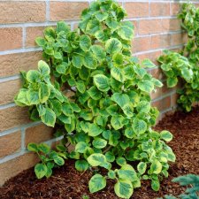 Hydrangea anomala petiolaris Miranda, Klätterhortensia