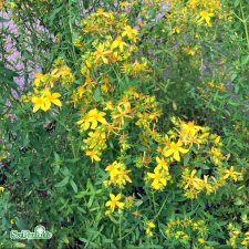 Hypericum perforatum, Äkta Johannesört, C11,5cm
