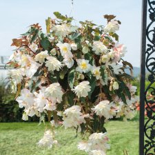 Begonia Illumination White, stickling 3-pack