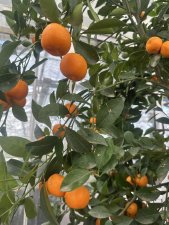 Calamondin, Träd