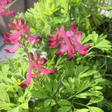 Corydalis buschii, Blodnunneört, P9cm
