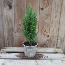 Ädelcypress - Chamaecyparis lawsoniana 'Ellwoodii'