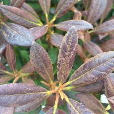 Rhododendron forrestii hybr. Elizabeth Red Foliage