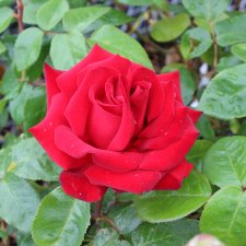 tehybrid Ingrid Bergman ®, Rabattros, C4