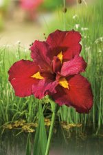 Iris louisiana Ann Chowning, Louisiana Iris, P9cm