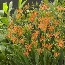 Iris domestica (Belamcanda chinensis)