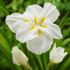 Iris ensata White Ladies, Japansk Iris, C13cm