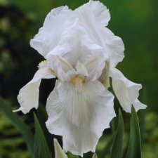 Iris germanica Glacier