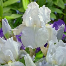 Iris germanica Immortality, Trädgårdsiris