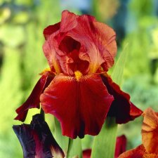 Iris germanica Sultan´s Palace, Trädgårdsiris