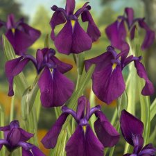 Iris kaempferi Variegata