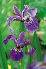 Iris versicolor, Brokiris, P9cm