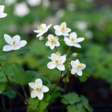 Isopyrum thalictroides, Vitsippsruta, P9cm