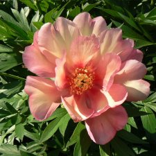 Paeonia itoh hybr. Julia Rose, Itoh Pion, barrot 3/5 ögon