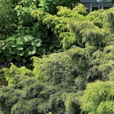 Juniperus chinensis Golden Saucer