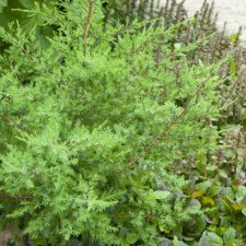 Juniperus sabina, Sävenbom