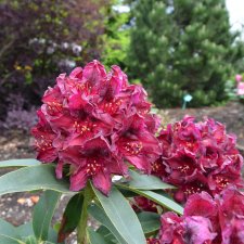 Rhododendron hybr. Kali